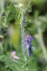 Peduncle of a vetch affected by grey, aphids.