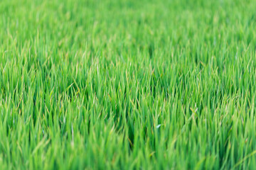 Green grass texture background, wallpaper. Fresh plants background with copy space