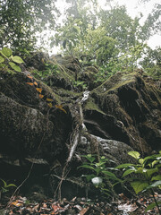 roots in the forest