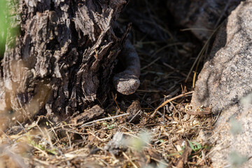 Tiger rattlesnake, Crotalus tigris, a highly venomous pit viper native to the American southwest, seen here in the Sonoran Desert. A beautiful and dangerous snake. Pima County, Arizona, USA.