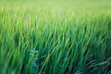 Green grass texture background, wallpaper. Fresh plants background with copy space