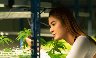 Young woman farm owner with beautiful cannabis plants growing in the plant and Inspecting the...