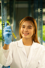 Scientist at cannabis farm with extracted cannabis oil Among the cannabis plants growing beautiful leaves in the plant