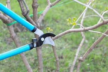 Garden pruner close-up pruning branches of viburnum