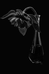 ぐったりしたヒマワリ　モノクロ