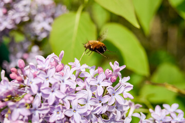 bee on a flower