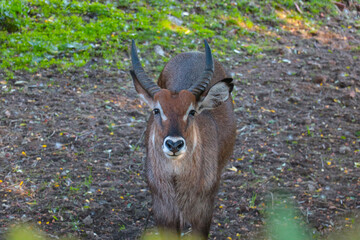 Close-up of a beautiful antelope in the wild.