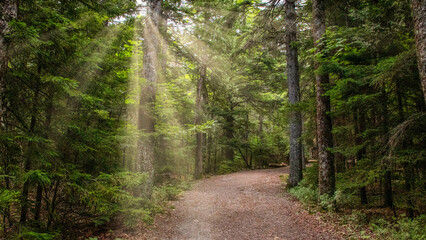 Obraz premium Sunbeams Streaming on Woodland Trail