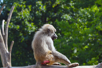 A monkey sits in a tree in the park. Wild animals.
