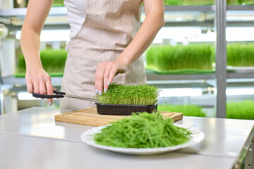 Beautiful hands of a young woman in an apron are cutting fresh cress sprouts with scissors against the background of micro-greens farm shelves. Vegan concept of proper nutrition