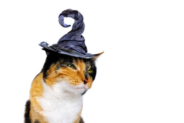 adult dark tricolor domestic female cat in blue hat, crooked witch hat on white isolated...