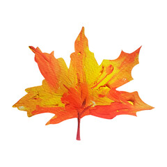 Maple leaf gouache watercolor single isolated element. Template for decorating designs and illustrations.