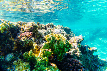 Naklejka na ściany i meble Colonies of the corals at coral reef in Red sea
