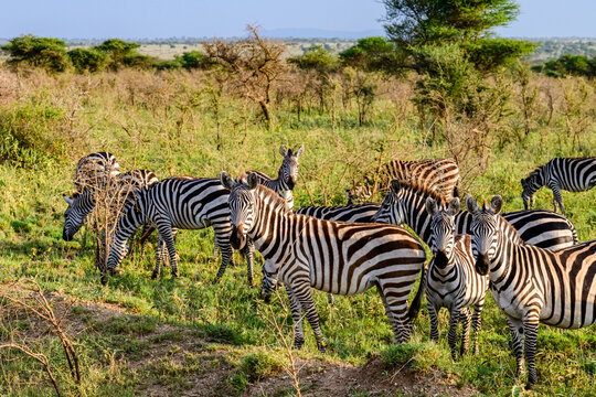 Zebras (Hippotigris) at the Serengeti national park, Tanzania. Wildlife photo