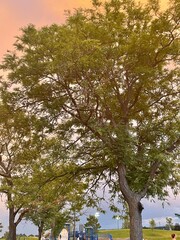 trees and sky