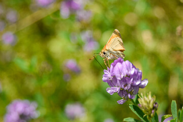 butterfly on flower