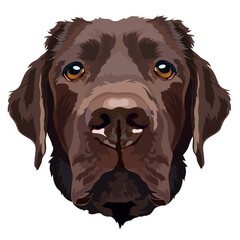 Portrait of a chocolate labrador. Vector illustration.
