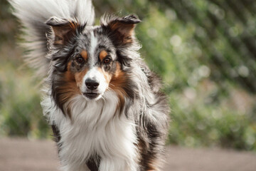 border collie puppy