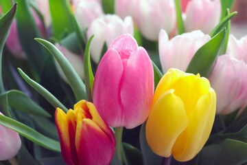 Blooming beautiful bouquet of fresh tulips in a vase.