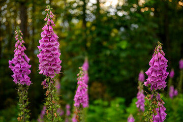 A bunch of foxglove (Digitalis purpurea) standing in the foregrand in a forest, British Columbia - obrazy, fototapety, plakaty