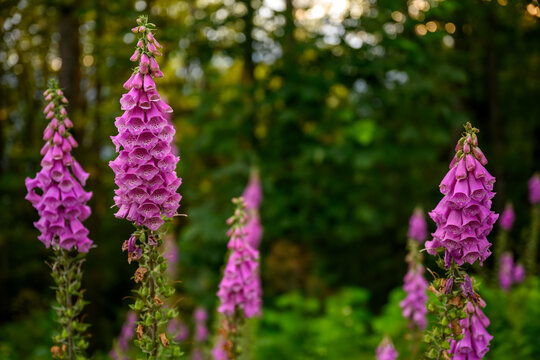 A bunch of foxglove (Digitalis purpurea) standing in the foregrand in a forest, British Columbia