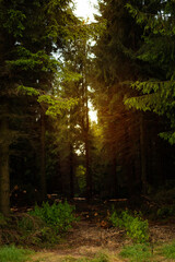 Dark coniferous forest with warm sunlight in the depths.