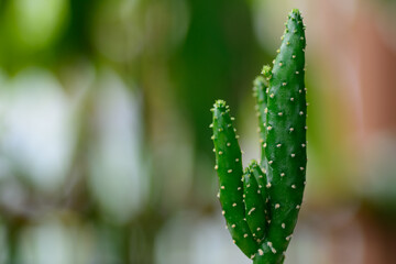 dew on a leaf
