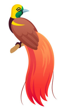Raggiana bird-of-paradise cartoon illustration