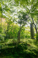京都 瑠璃光院のもみじの緑が美しい庭園