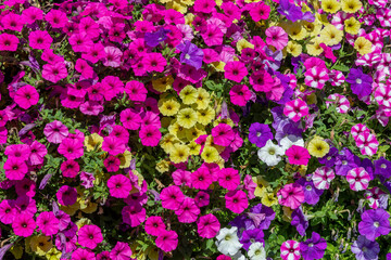Petunia, Petunias on a wall, mixed colors