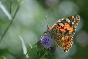 Painted lady butterfly (Vanessa cardui) with open wings in backlight.