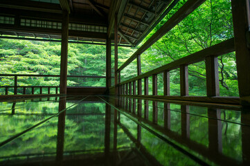 京都 夏の瑠璃光院の美しいもみじの緑を反射した廊下