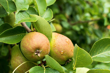 Organic Pears. Juicy flavorful pears of nature background. A pear on a tree Selective focus on pears.