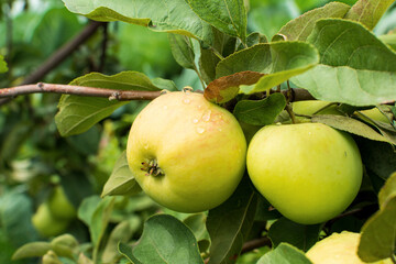 Green apples on the tree. Apple branch with fruits. On branch closeup on the background of the garden.