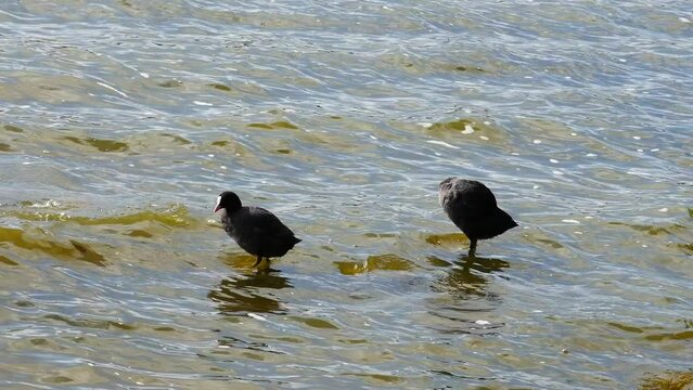 Fulica atra clean their feathers on the river bank.