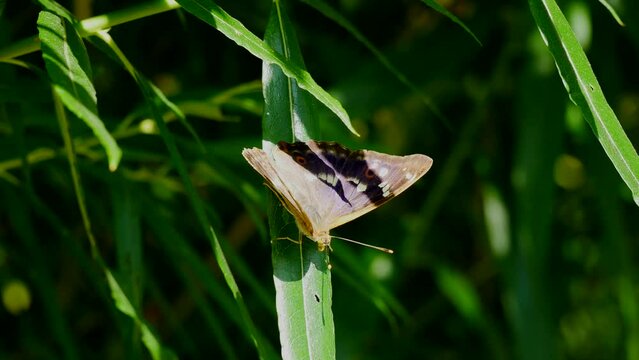 Butterfly willow plumper sits on a willow leaf and flies away