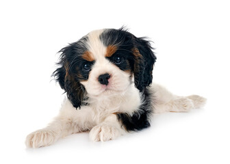 puppy cavalier king charles