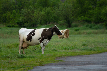 black and white cow grazing in the meadow