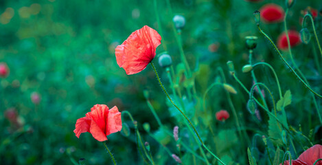 Fototapeta na wymiar Poppy flowers on a blurred background among the grass.