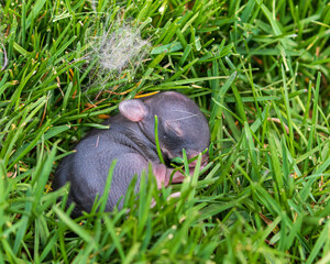 Baby cottontail rabbit in backyard lawn.  Wildlife, animals, and habitat conservation concept.