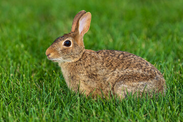 Naklejka na ściany i meble Wild cottontail rabbit in lawn. Wildlife, animals, and habitat conservation concept.