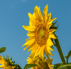 large yellow-orange sunflower flower against the blue sky on a sunny summer day