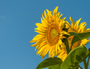 large yellow-orange sunflower flower against the blue sky on a sunny summer day