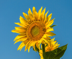 Naklejka premium large yellow-orange sunflower flower against the blue sky on a sunny summer day