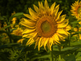 a large yellow-orange sunflower against the background of others on a sunny summer day