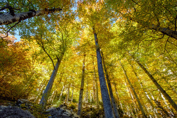 barranco de la Pardina, parque nacional de Ordesa y Monte Perdido,  comarca del Sobrarbe, Huesca, Aragón, cordillera de los Pirineos, Spain