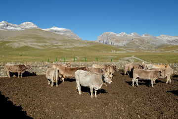 Obraz premium cercado de vacas, Llano Tripals, parque nacional de Ordesa y Monte Perdido, comarca del Sobrarbe, Huesca, Aragón, cordillera de los Pirineos, Spain