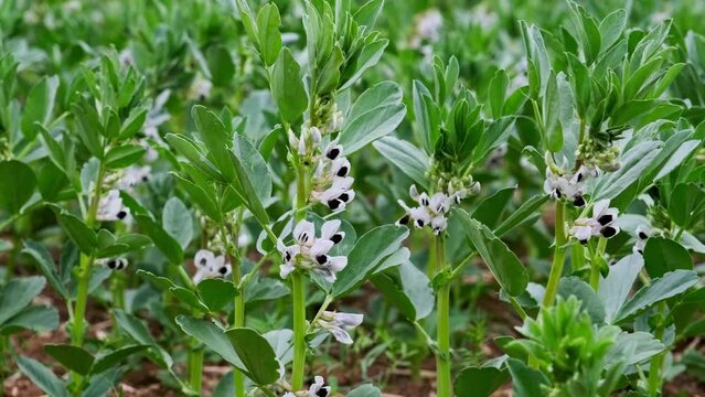 Closeup of blooming vicia faba plants on farm field. Cultivation of organic legumes