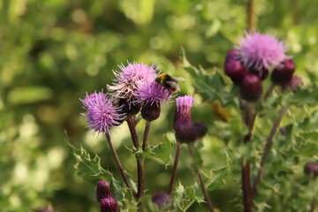Bee on Thistle