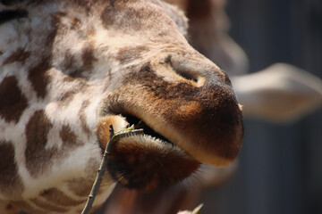 Chewing Giraffe
